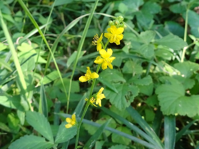 加曾利貝塚公園のススキ広場の花_d0088184_22015541.jpg