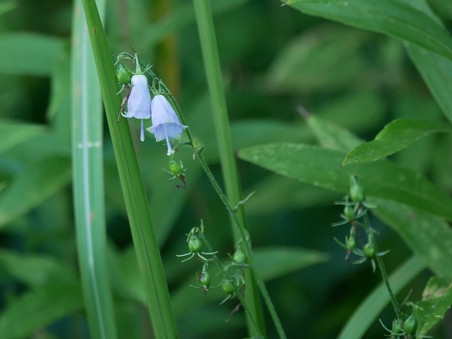 加曾利貝塚公園のススキ広場の花_d0088184_22024985.jpg