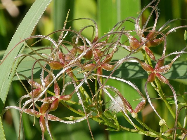 加曾利貝塚公園のススキ広場の花_d0088184_22033691.jpg