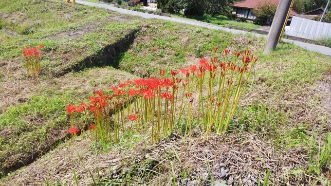 秋が来た! 花_b0239402_16573913.jpg