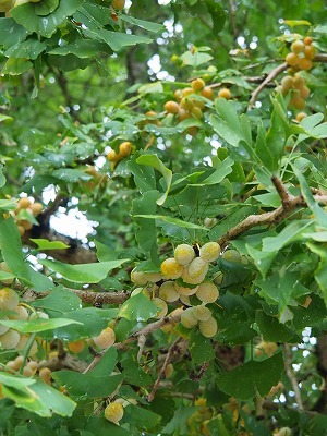 毘沙門通りの花飾りが秋色へ変わりました_c0336902_19023559.jpg
