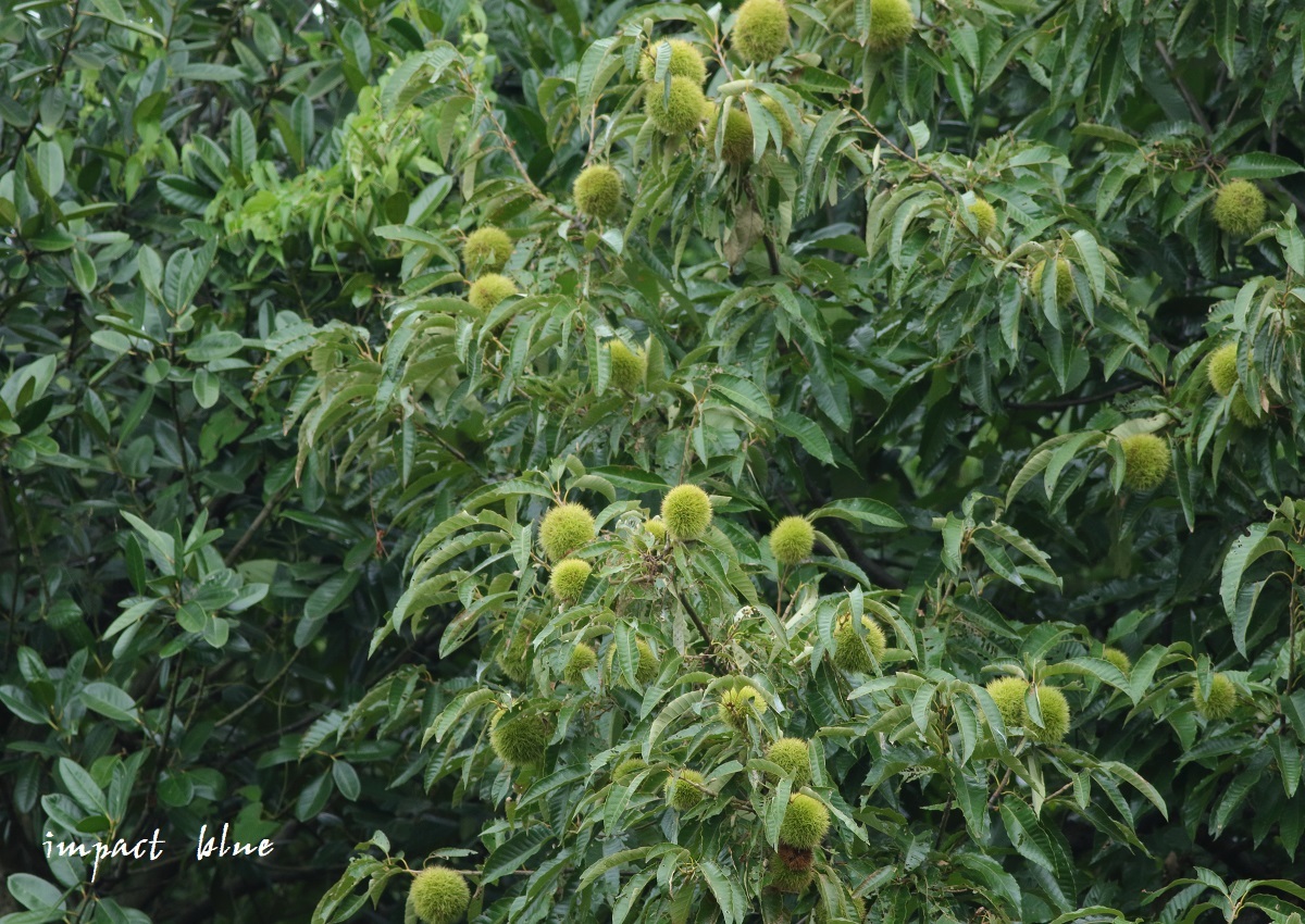 睡蓮の公園と、秋の田園にて(^^)/　～続～_a0355908_21420134.jpg