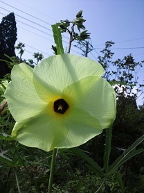 f0008510_15165500.jpg