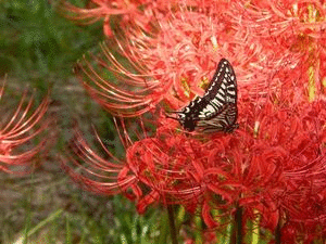 b0352112_1503981.gif