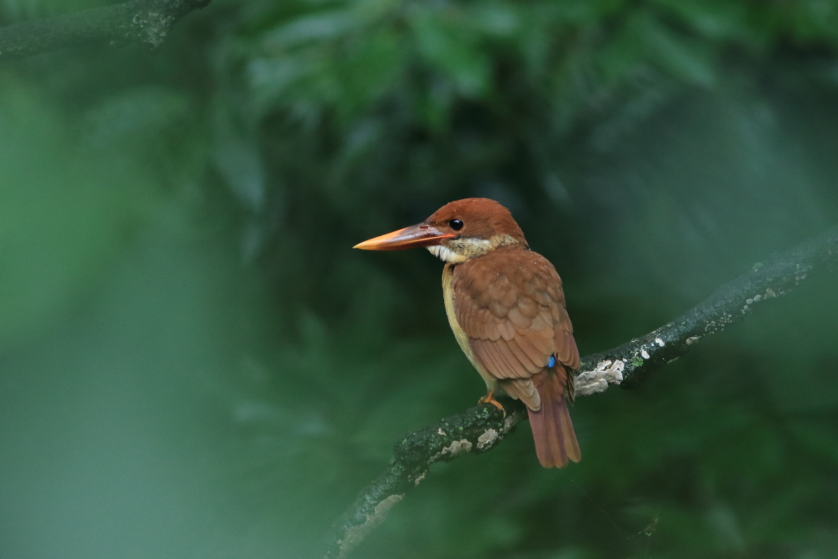 アカショウビン(幼鳥) 小雨の雨粒_f0369315_23020929.jpg