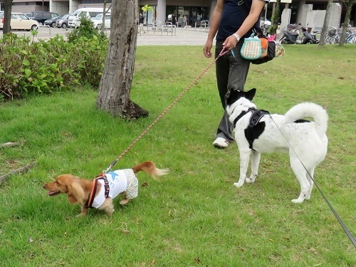 「動物愛護ふれあいフェスティバル」に行ってきた ①_c0084117_19250488.jpg