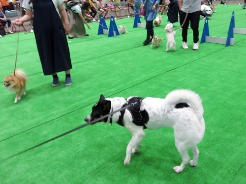 「動物愛護ふれあいフェスティバル」に行ってきた ②_c0084117_20040014.jpg