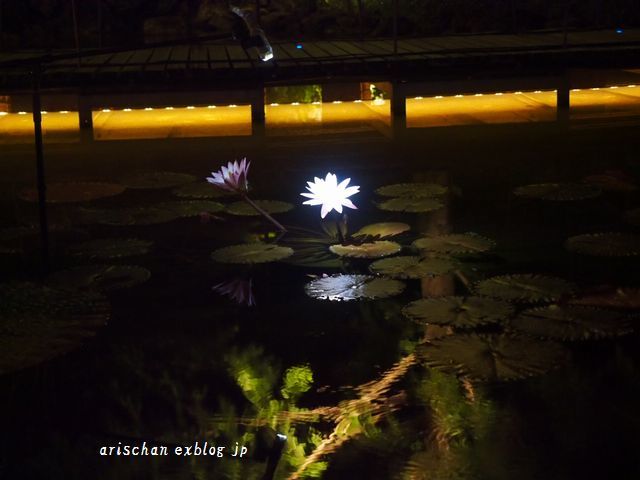夜咲きの植物＠牧野植物園_f0295238_18351307.jpg