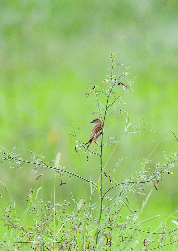 d0290240_15110977.gif