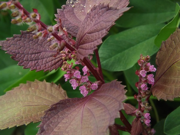 この花も突然ニョキニョキ_f0333346_16133637.jpg