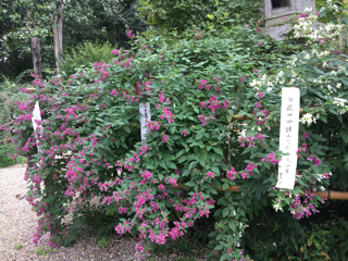 再び梨木神社&広島カープ_f0363168_20545189.png