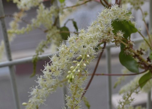 初めて見るオカワカメの花 大屋地爵士のjazzyな生活