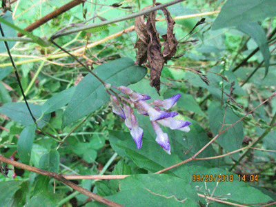 f0140773_13350678.gif