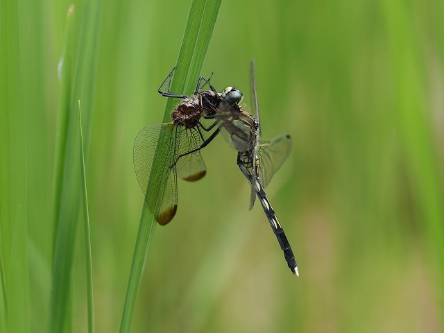 20180923 マイコアカネ_d0156387_19361380.jpg