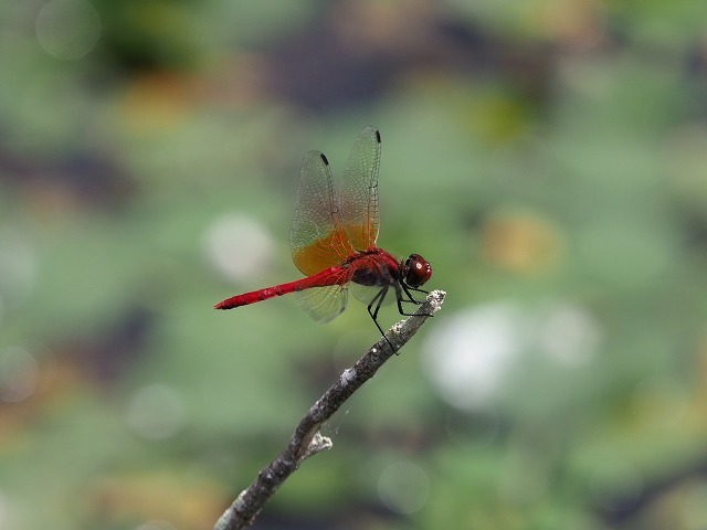 d0156387_19362349.jpg