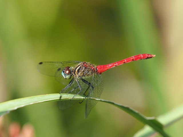 d0156387_19364190.jpg