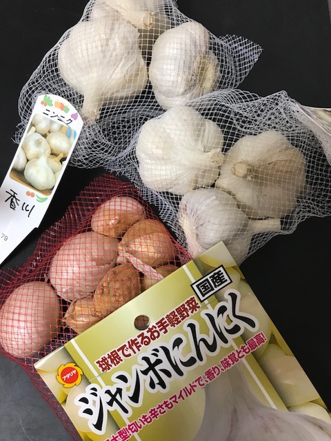 ニンニク植えました~_f0204295_14580967.jpg