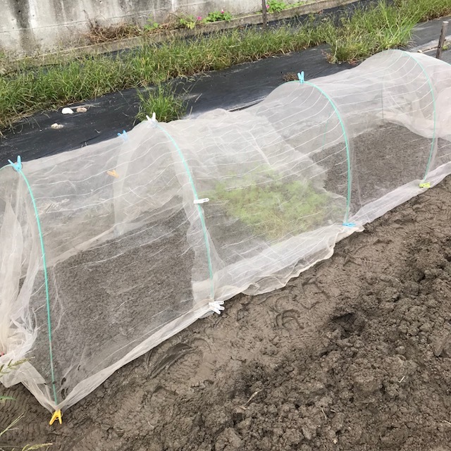 ニンニク植えました~_f0204295_15082629.jpg