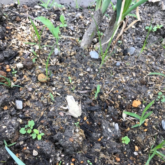 ニンニク植えました~_f0204295_15101804.jpg