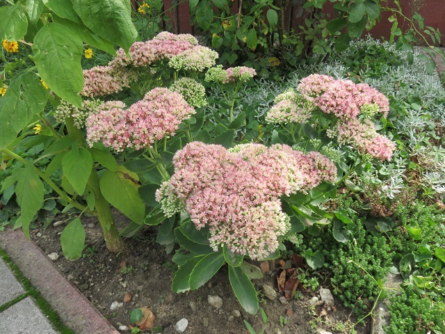f0346196_10510717.jpg