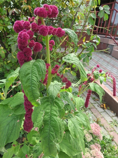f0346196_10513002.jpg