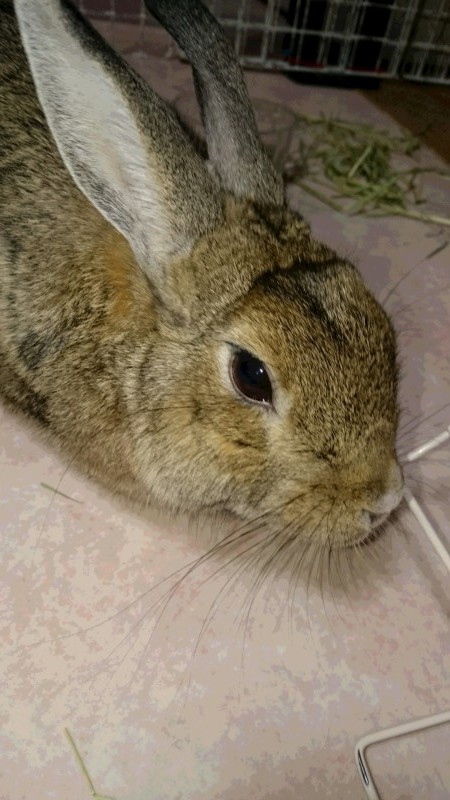 あんこちゃん_b0275998_12493420.jpeg