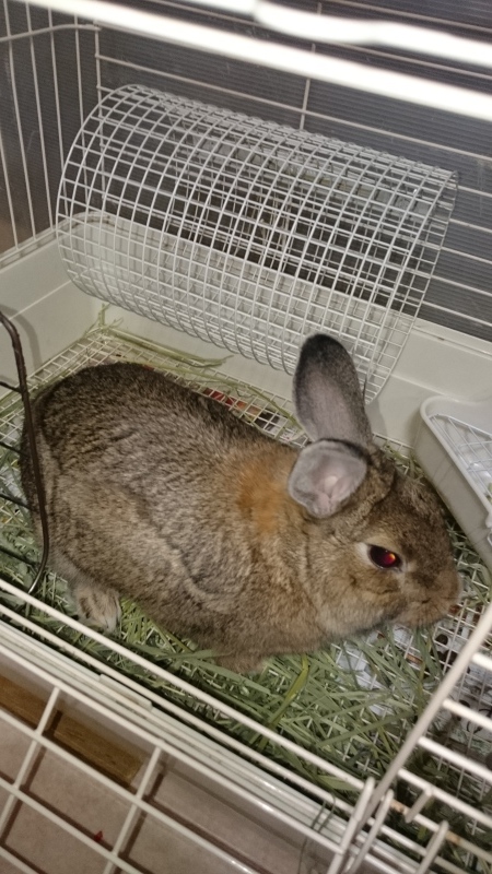 あんこちゃん_b0275998_19455060.jpeg