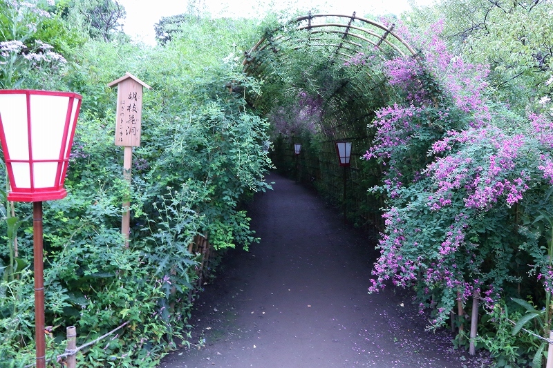 「萩のトンネル」が見頃を迎えています（向島百花園）_b0291402_08192626.jpg