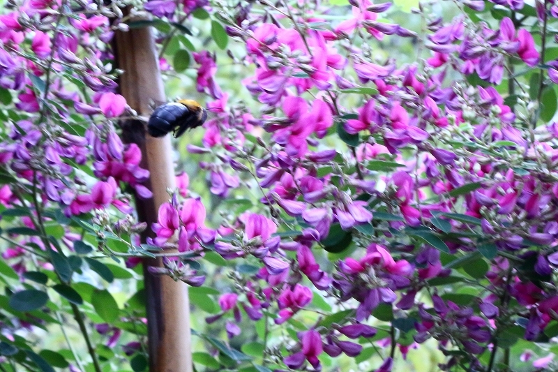 「萩のトンネル」が見頃を迎えています（向島百花園）_b0291402_08203282.jpg