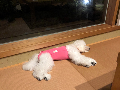 フミちゃんと初めての温泉旅行♪_f0126903_22340436.jpg