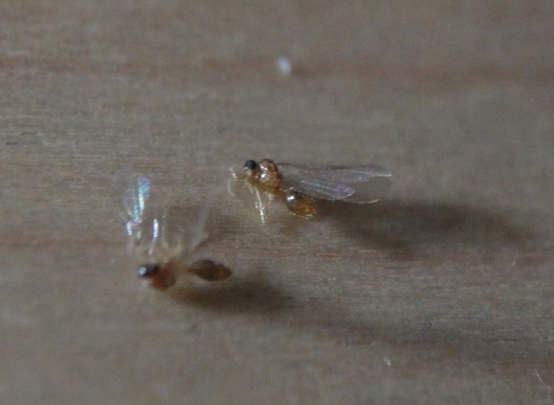 羽蟻でしょうか 昆虫ブログ むし探検広場