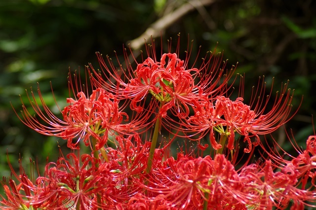 2018年9月の彼岸花と蝶～♪ : 星の降る夜に…