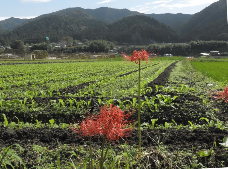 大原の里　桜井の径_e0048413_21262793.jpg