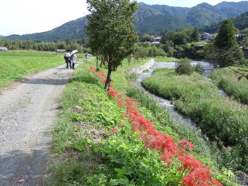 大原の里　桜井の径_e0048413_21263748.jpg