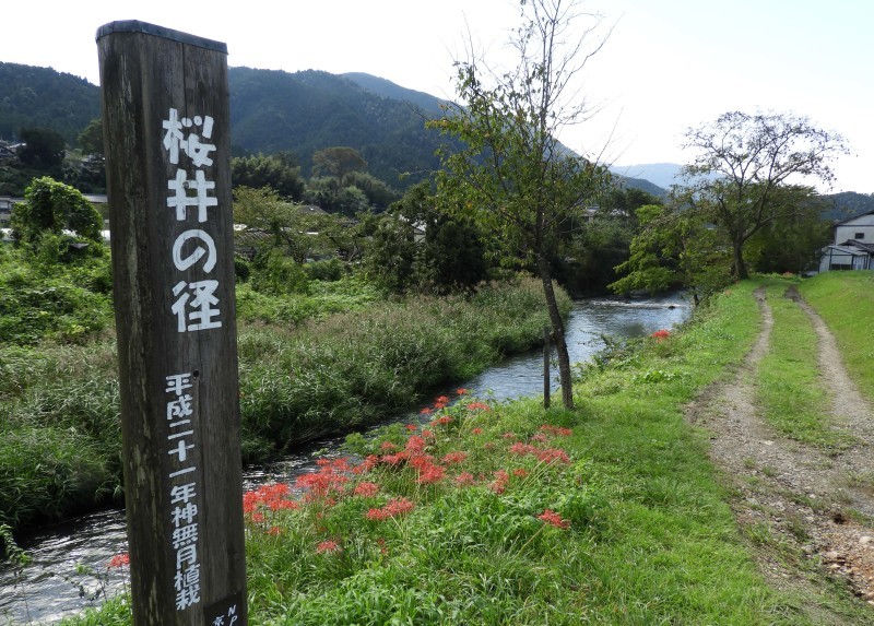 大原の里　桜井の径_e0048413_21265199.jpg