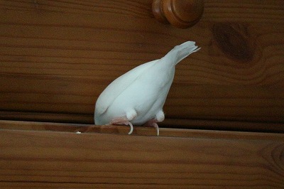 可愛いお尻 つれづれ日記 可愛いお尻 つれづれ日記