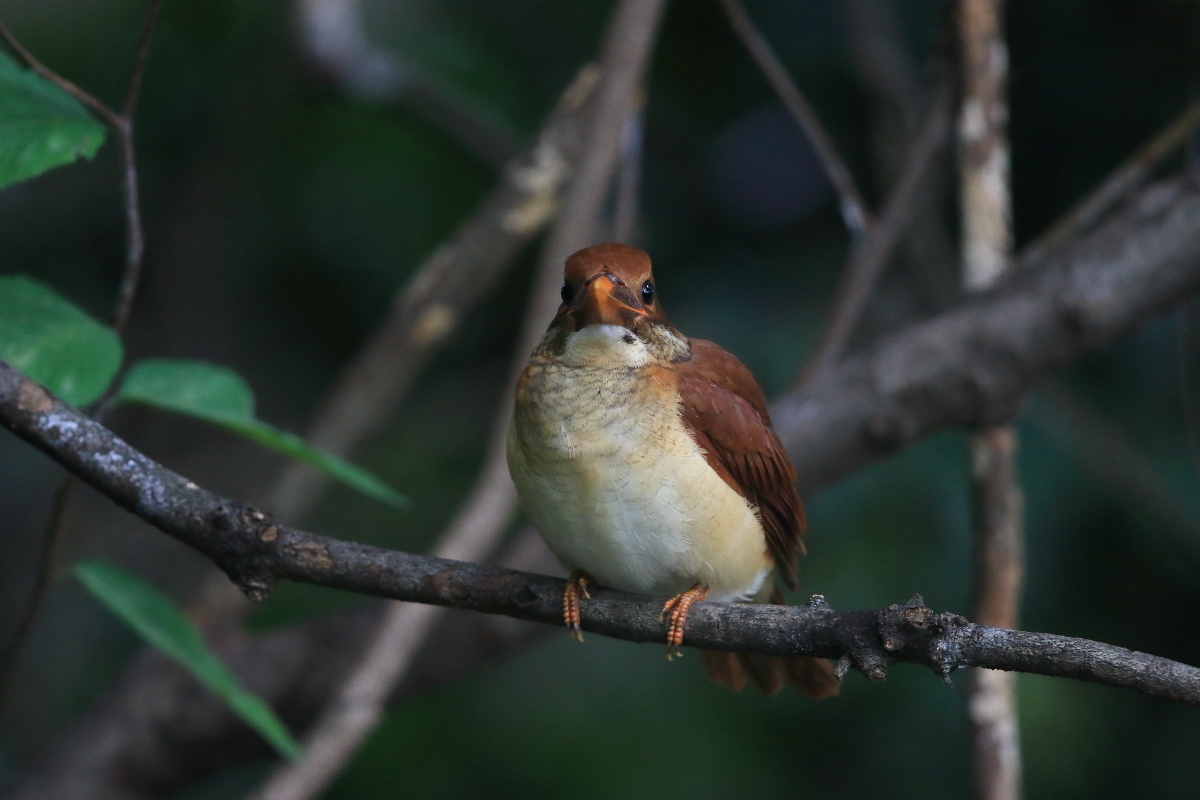 アカショウビン(幼鳥) Ⅱ 休息_f0369315_23213030.jpg