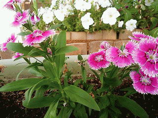 f0363122_11251202.gif