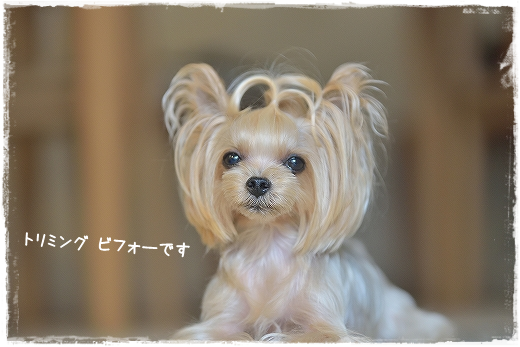 d0179828_14591927.png