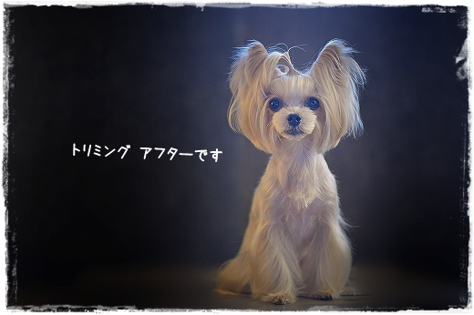 d0179828_15182057.png