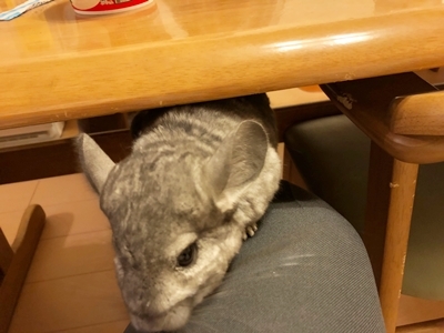 d0178136_15225202.jpeg