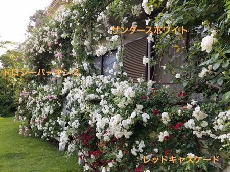 つるバラの庭づくり_e0070939_756717.jpg
