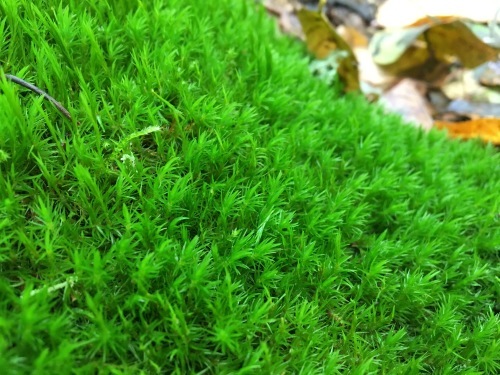 b0330040_19112720.jpeg