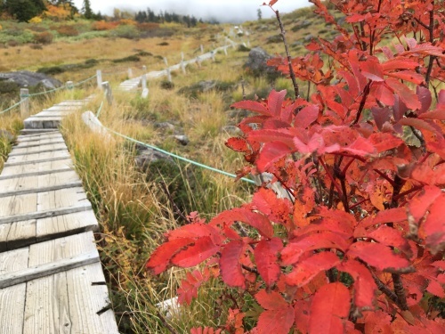 2018年9月下旬の火打山(2) 出会い編_b0330040_19250734.jpeg