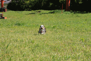 c0145250_09175949.gif