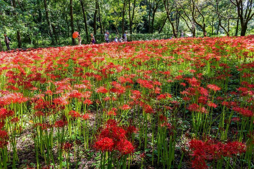 素晴らしい野川自然観察園の彼岸花_f0044056_09175135.jpg