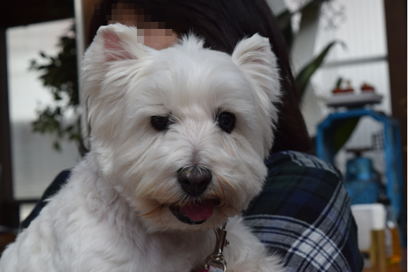 b0242873_11232537.png