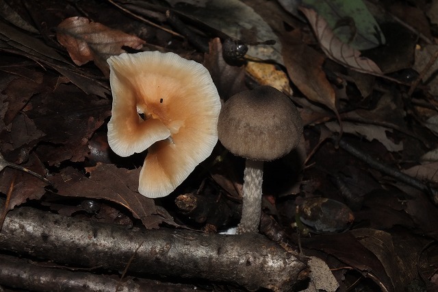 キノコ ３種 18 9 27 ハタケシメジ オニナラタケ幼菌 イボテングタケ幼菌 舞岡公園の自然２