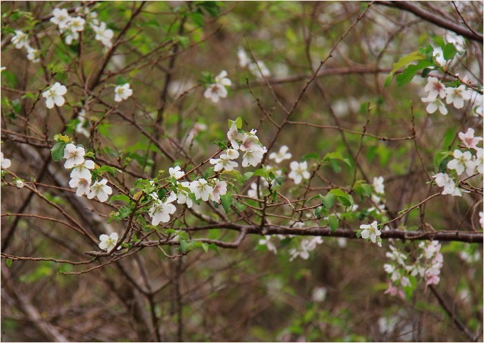 ☆　咲きはじめた四季桜　☆_f0181173_19373413.jpg