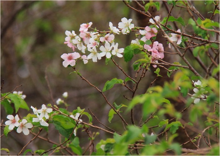 ☆　咲きはじめた四季桜　☆_f0181173_19374776.jpg